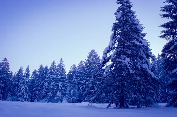 Kış orman manzarası — Stok fotoğraf
