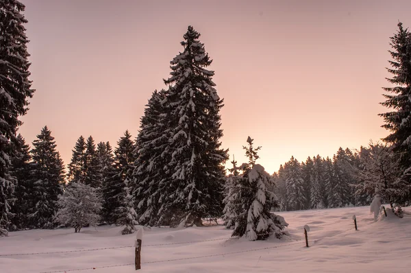 Iarna peisaj forestier — Fotografie, imagine de stoc