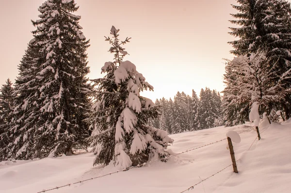 Iarna peisaj forestier — Fotografie, imagine de stoc