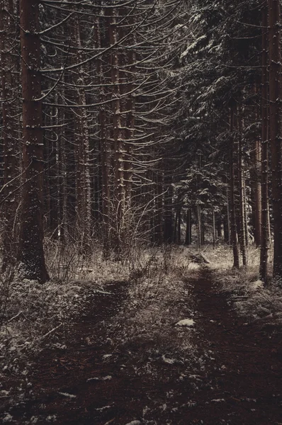 Zimní lesní krajina — Stock fotografie