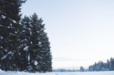 Kış orman manzarası