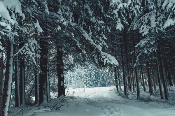 Paysage forestier hivernal — Photo