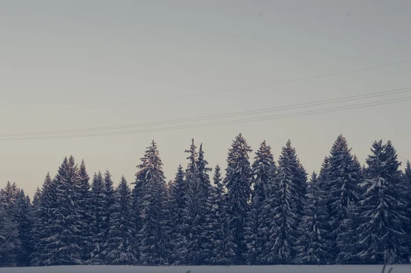 Winter forest landscape — Stock Photo, Image