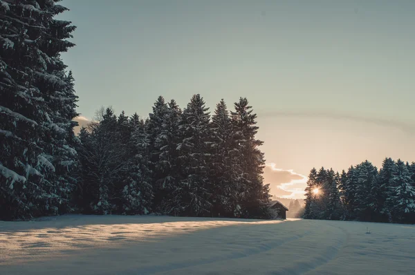 Paysage forestier hivernal — Photo