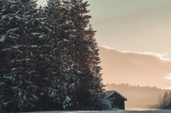 Paysage forestier hivernal — Photo