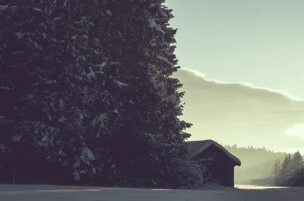 Winter forest landscape — Stock Photo, Image