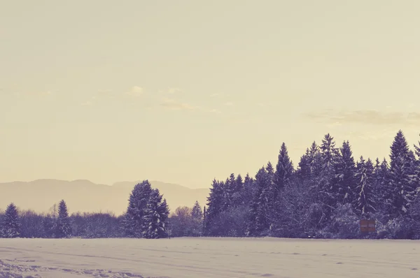 Winter forest landscape — Stock Photo, Image