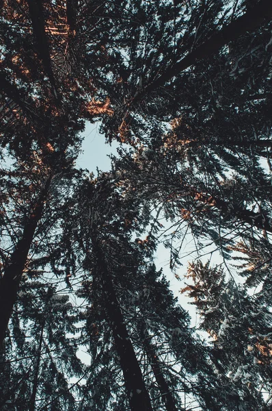 Winter forest landscape — Stock Photo, Image