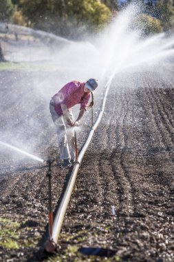 Woman setting irragation sprinklers.
