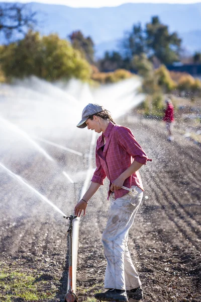 Woman setting irragation sprinklers. 图库照片