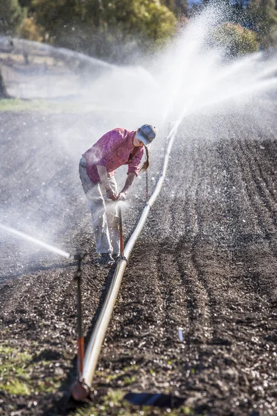 Woman setting irragation sprinklers. 图库图片