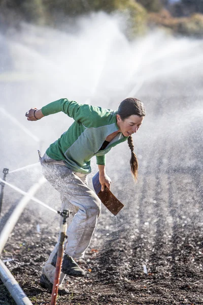 Woman setting irragation sprinklers. 图库照片