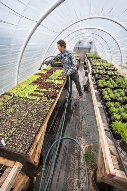 Kadın çiftçi bir sera bitkilerde eğilimi.