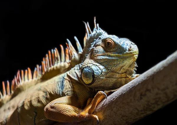 O lagarto verde — Fotografia de Stock