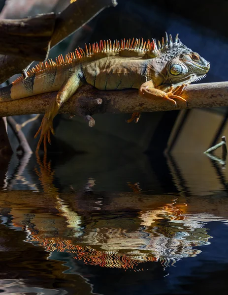 Lagarto refletido na água . — Fotografia de Stock