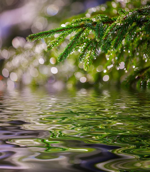 Green branch of pine-tree reflected in the water — Stock Photo, Image