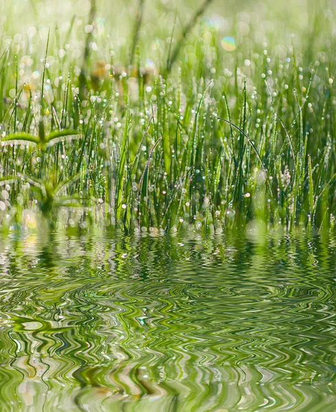 Green grass with reflection in pond — Stock Photo, Image