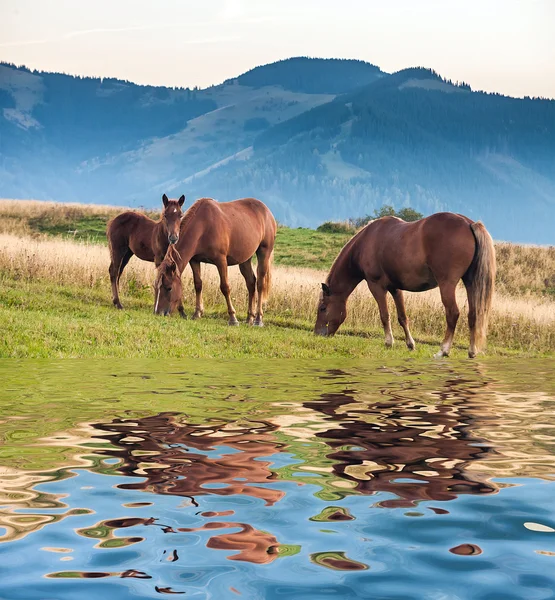 Cavalli selvatici riflessi nel fiume — Foto Stock