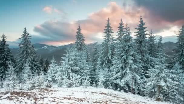 Neve caduta nella foresta — Video Stock