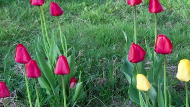Timelapse of red tulip flowers — Stock Video
