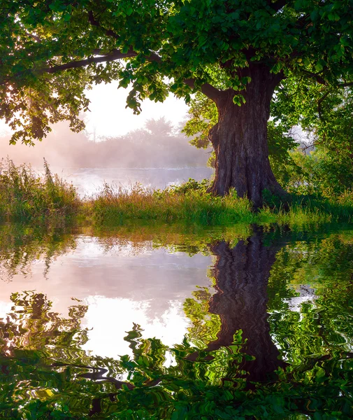 Hermoso atardecer de verano, tre reflejado en aguas tranquilas del lago —  Fotos de Stock