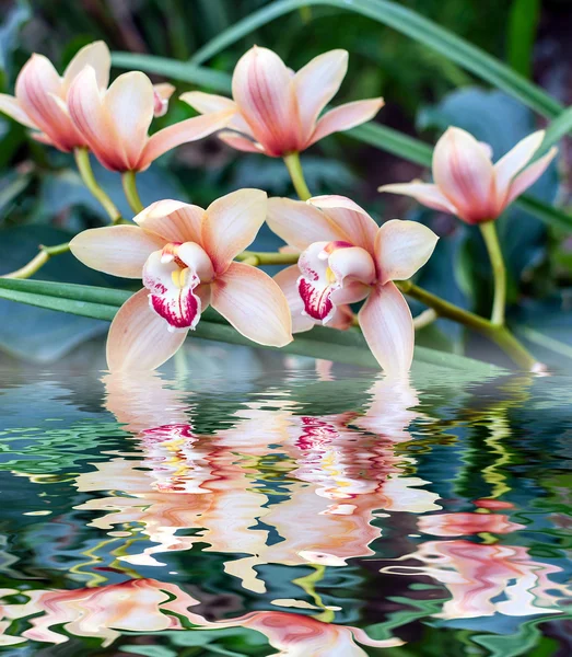 ハワイピンクの蘭のクローズ アップ。花の花束は、水に反映 — ストック写真