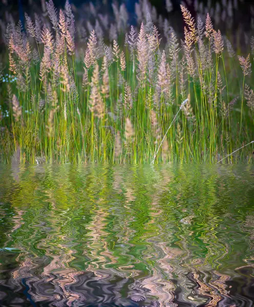 Grönt gräs med reflektion i damm — Stockfoto