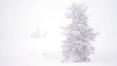 Kar kış kar yağışı vahşi orman içinde Noel köknar ağaçları