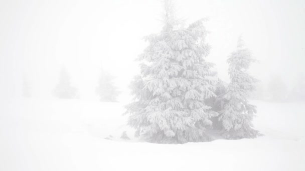 Fir julgranar i snö vinter vild skog snöat — Stockvideo
