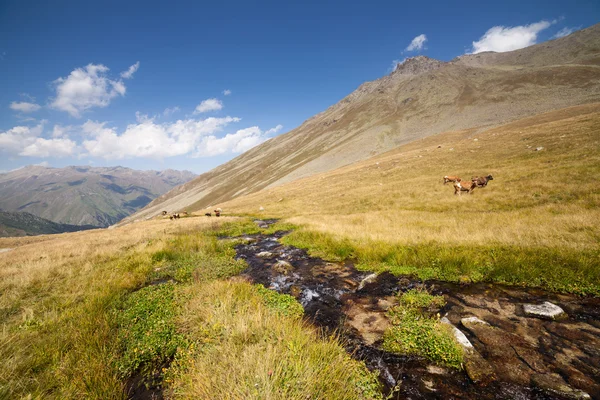 Karadeniz Bölgesi, Türkiye'de Kaçkar Dağlarının Plato