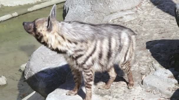 Hyena standing and looking to camera — Stock Video