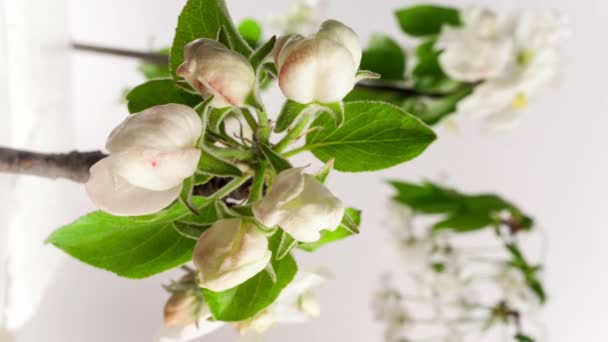 4k 25 fps time lapse video of an apple flower blossoming