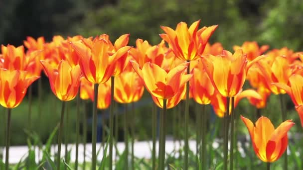 Тюльпани. Багато червоних тюльпанів, колишуться на вітрі. — стокове відео