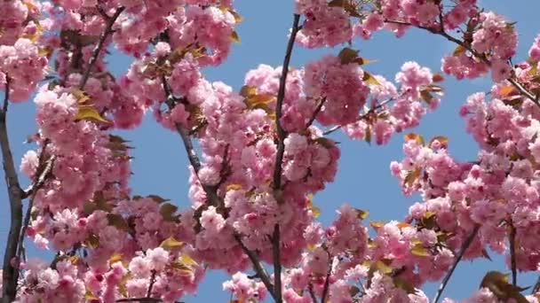 Cerise à fleurs au printemps par une journée ensoleillée — Video