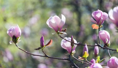 Büyük pembe çiçekleri olan çiçeklenmiş manolya ağacı.