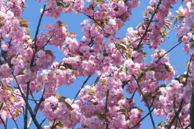 Sakura Çiçeği ya da Kiraz Çiçeği Güzel Doğa Arkaplanı
