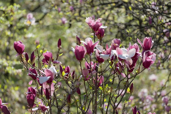 Bloomy magnolia tree with big pink flowers — Stock Photo, Image