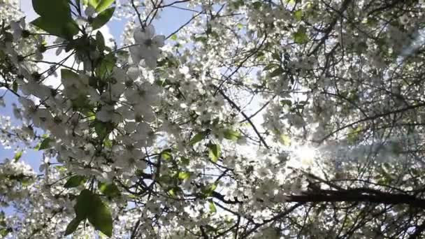 Schöne Naturszene mit blühendem Baum und Sonnenstrahl. — Stockvideo