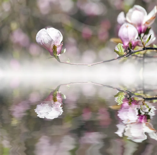 Blühender Magnolienbaum mit großen rosa Blüten, die sich im Wasser spiegeln — Stockfoto