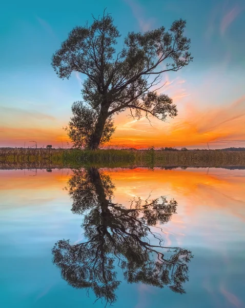 Baumsilhouette spiegelt sich in einem See — Stockfoto