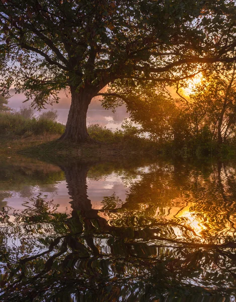 Tree silhouette reflected in a lake — Stock Photo, Image