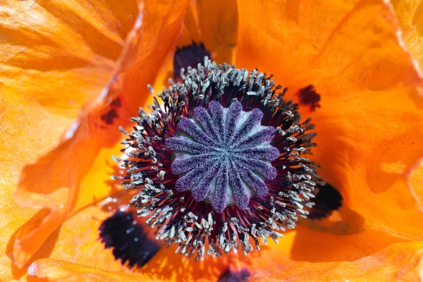 Einzelne rote Mohnblume Nahaufnahme — Stockfoto