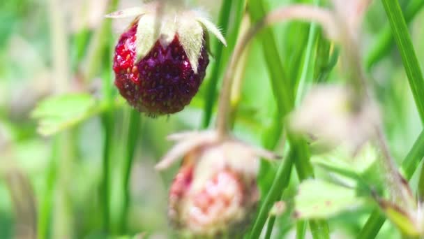 新鲜、 成熟、 多汁的草莓多莉开枪 — 图库视频影像