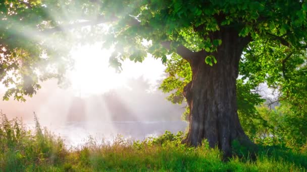 Uma bela árvore com folhagem de vida verde se aquecendo em luz solar radiante — Vídeo de Stock