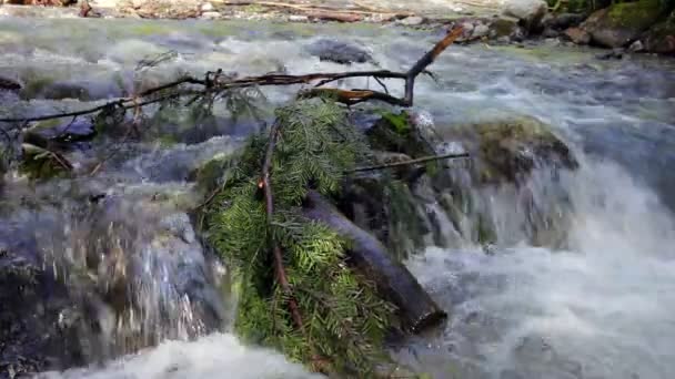 Rama de árboles de coníferas en el río de montaña rápida . — Vídeos de Stock