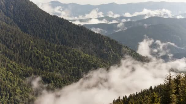 Malerischer Blick auf Bergwälder, die von Nebel bedeckt sind — Stockvideo