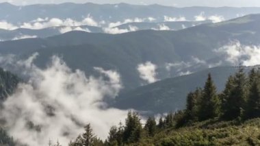 Sis kaplı dağ ormanlarının manzarası