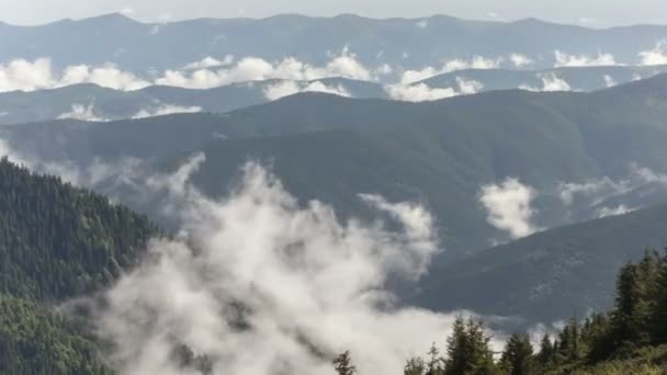 Panoramisch uitzicht op de door mist bedekte bergbossen — Stockvideo