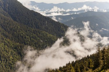 Sis kaplı dağ ormanlarının manzarası
