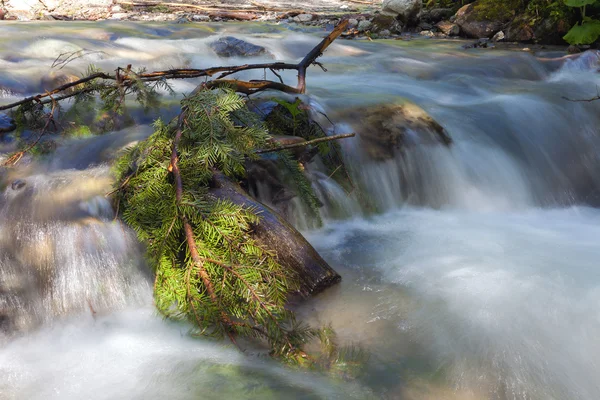 Rama de árboles de coníferas en el río de montaña rápida . — Foto de Stock